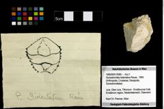 Foto (Objekt + Etiketten) von Goniodromites bidentatus (Reuss, 1859) 